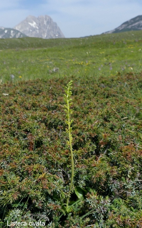 Campo Imperatore, laltopiano e le orchidee  19 giugno 2021.